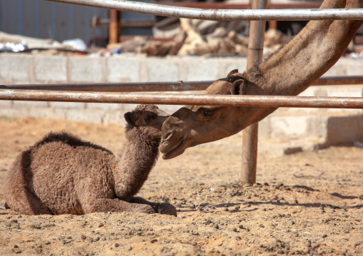 Camel mother and its baby in a market, Riyadh Province, Riyadh, Saudi Arabia