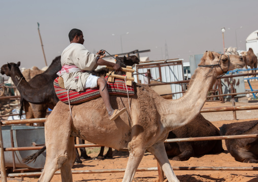 Rashaida sudanese man riding a camel in the market, Riyadh Province, Riyadh, Saudi Arabia