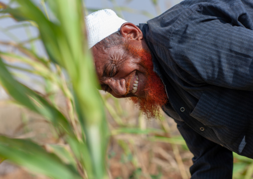 Red beard saudi man on the tihama coast harvesting, Jizan Region, Jizan, Saudi Arabia