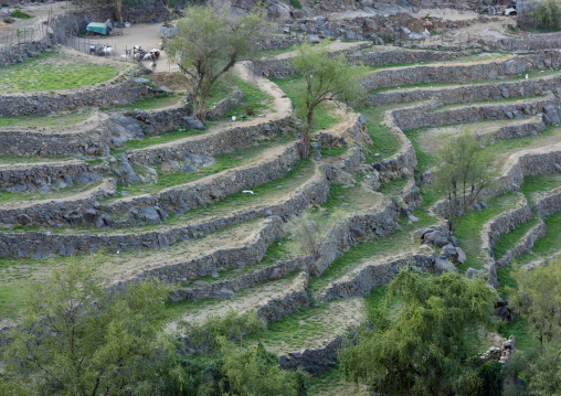 Terraces in the mountains, Fifa Mountains, Al-Sarawat, Saudi Arabia