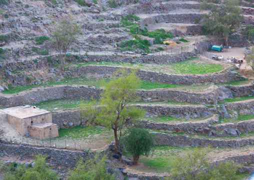 Terraces in the mountain, Al-Sarawat, Fifa Mountains, Saudi Arabia