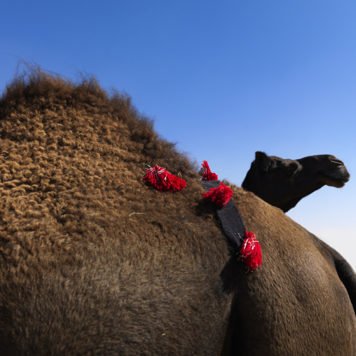 Camels in the market, Riyadh Province, Riyadh, Saudi Arabia