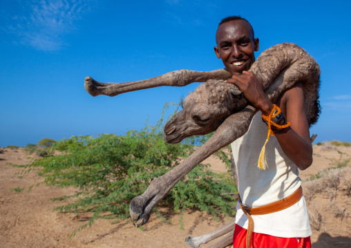 A somali man is holding a new born baby camel on his back, Awdal region, Lughaya, Somaliland