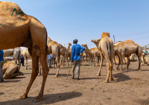 Somali man in the camel market, Woqooyi Galbeed region, Hargeisa, Somaliland