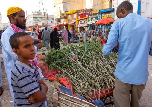 Somali man selling natural toothbrushes in the street, Woqooyi Galbeed region, Hargeisa, Somaliland