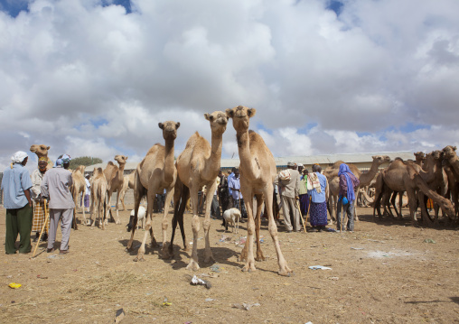 Camel Trading In The Livestock Market, Hargeisa , Somaliland