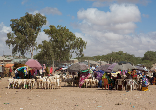 Somali people in the livestock market, Woqooyi Galbeed region, Hargeisa, Somaliland