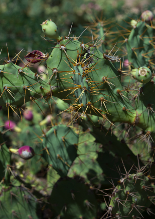 Cactus close-up, Woqooyi Galbeed region, Hargeisa, Somaliland