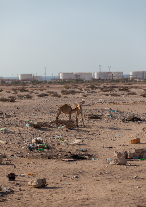 Camels in front of the harbour, North-Western province, Berbera, Somaliland