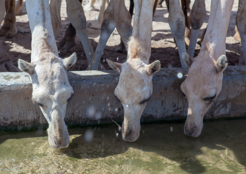 Camels drinking in a row in a farm, North-Western province, Berbera, Somaliland