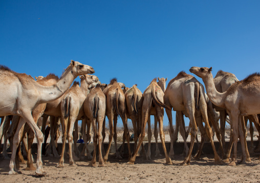 Camels drinking in a row in a farm, North-Western province, Berbera, Somaliland