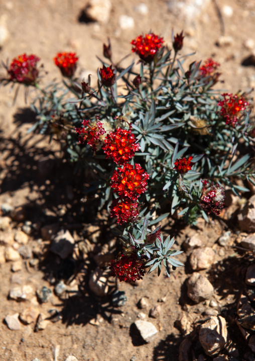 Red flowers in the desert, Togdheer, Sheikh, Somaliland