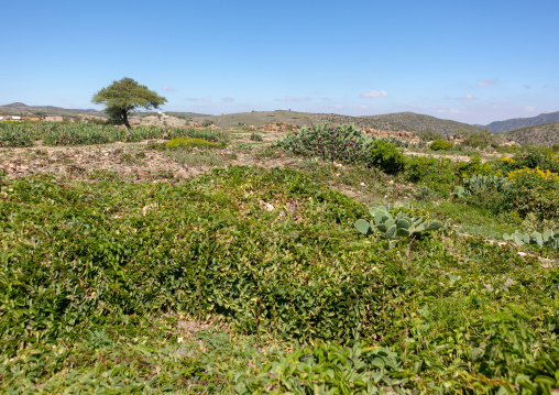 Ruins in sheikh mountains, Togdheer, Sheikh, Somaliland