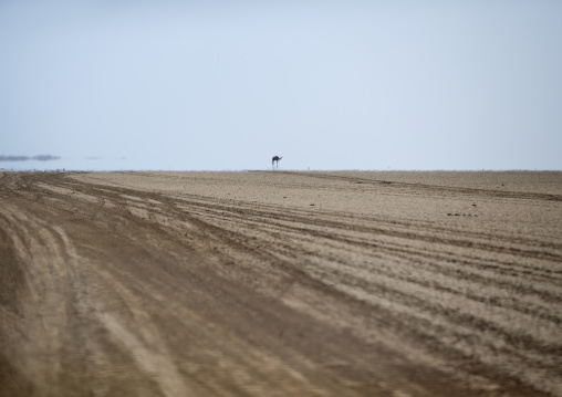 On The Trail Through The Desert Between Berbera And Zeila, Berbera Area, Somaliland