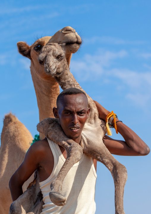 A somali man is holding a new born baby camel on his back, Awdal region, Lughaya, Somaliland