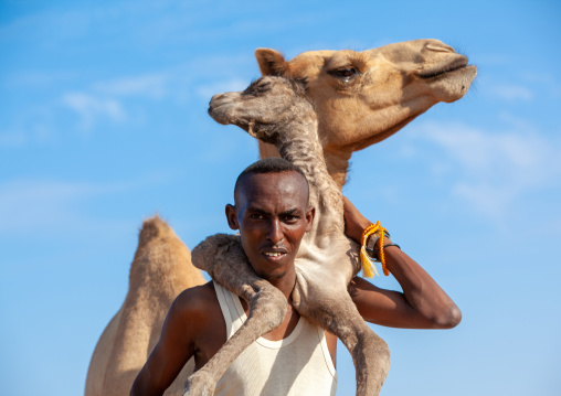 A somali man is holding a new born baby camel on his back, Awdal region, Lughaya, Somaliland