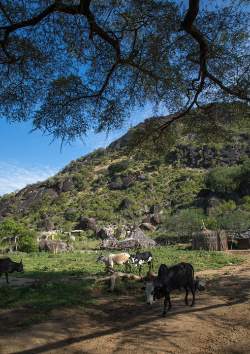 Cows in a Larim tribe traditional village, Boya Mountains, Imatong, South Sudan