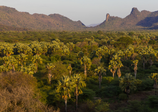 Oasis in front of the Boya mountains, Boya Mountains, Imatong, South Sudan