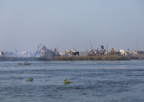 Long horns cows in a Mundari tribe camp on the banks of river Nile, Central Equatoria, Terekeka, South Sudan