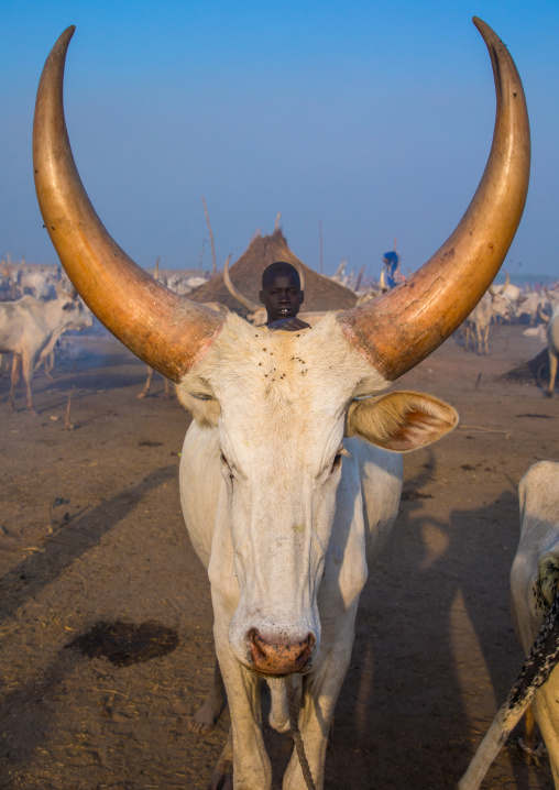 Long horns cows in a Mundari tribe camp, Central Equatoria, Terekeka, South Sudan