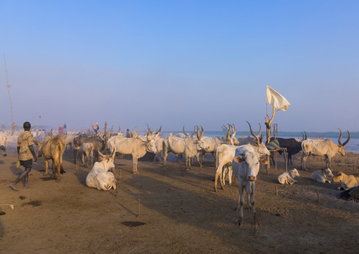 Long horns cows in a Mundari tribe camp on the banks of river Nile, Central Equatoria, Terekeka, South Sudan