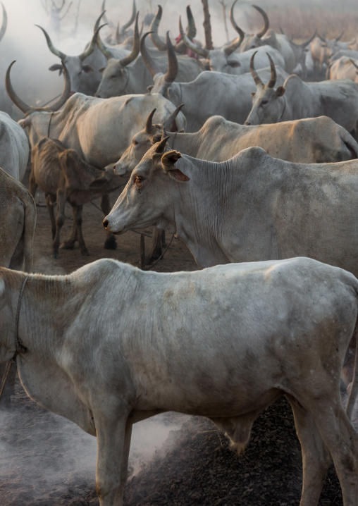 Long horns cows in a Mundari tribe camp around a campfire to repel mosquitoes and flies, Central Equatoria, Terekeka, South Sudan