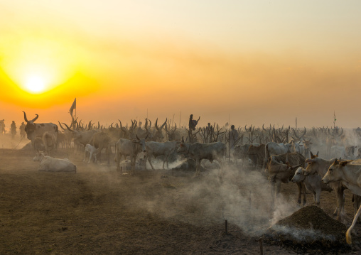 Mundari tribe long horns cows in the cattle camp in the sunset, Central Equatoria, Terekeka, South Sudan