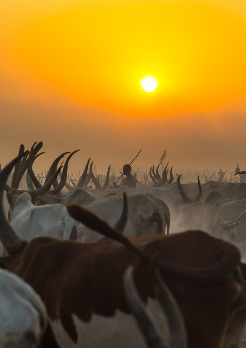 Mundari tribe long horns cows in the cattle camp in the sunset, Central Equatoria, Terekeka, South Sudan