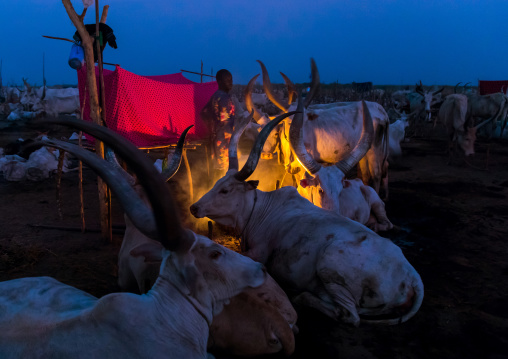 Long horns cows in a Mundari tribe camp gathering around a campfire to repel mosquitoes and flies, Central Equatoria, Terekeka, South Sudan