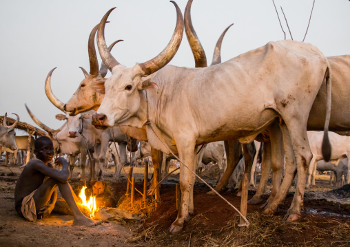 Mundari tribe boy making a campfire with dried cow dungs to repel flies and mosquitoes, Central Equatoria, Terekeka, South Sudan