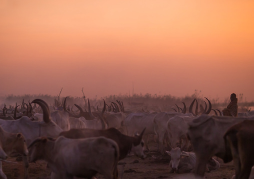 Long horns cows in a Mundari tribe camp gathering around a campfire to repel mosquitoes and flies, Central Equatoria, Terekeka, South Sudan