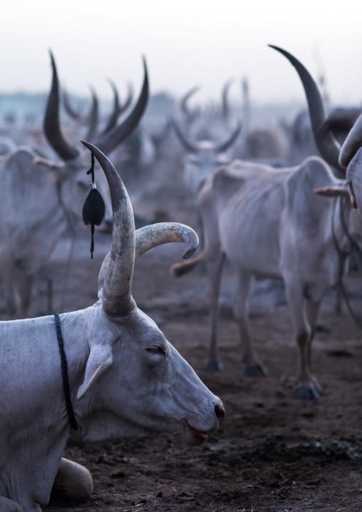 Long horns cows in a Mundari tribe camp, Central Equatoria, Terekeka, South Sudan