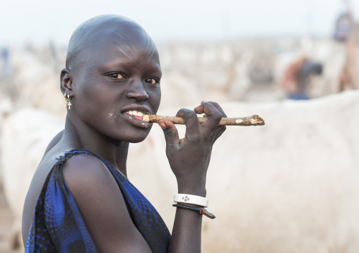 Mundari tribe woman using a wooden toothbrush, Central Equatoria, Terekeka, South Sudan