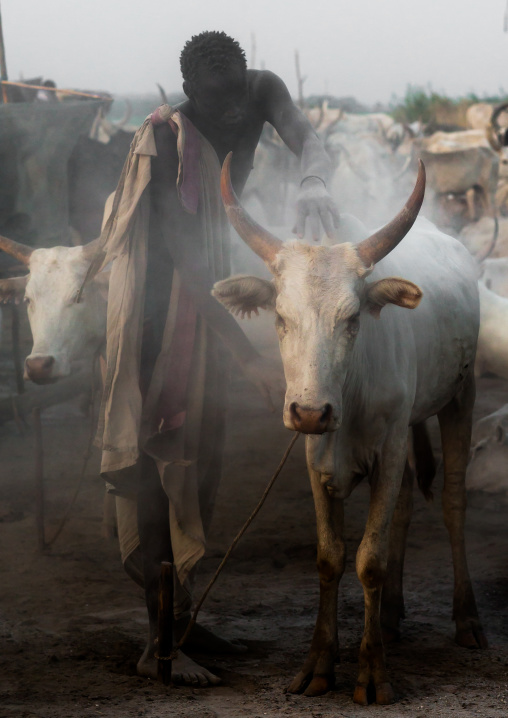 Mundari tribe man covering his cow in ash to repel flies and mosquitoes, Central Equatoria, Terekeka, South Sudan