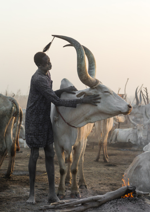 Mundari tribe man covering his cow in ash to repel flies and mosquitoes, Central Equatoria, Terekeka, South Sudan