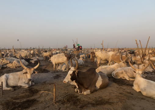 Long horns cows in a Mundari tribe camp, Central Equatoria, Terekeka, South Sudan