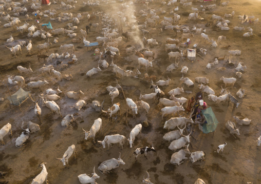 Aerial view of long horns cows in a Mundari tribe cattle camp, Central Equatoria, Terekeka, South Sudan