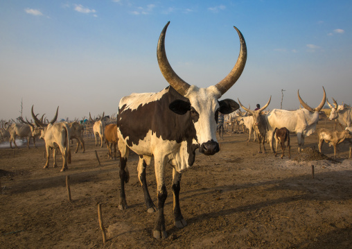 Long horns cows in a Mundari tribe camp, Central Equatoria, Terekeka, South Sudan