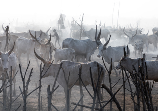 Long horns cows in a Mundari tribe camp gathering around a campfire to repel mosquitoes and flies, Central Equatoria, Terekeka, South Sudan