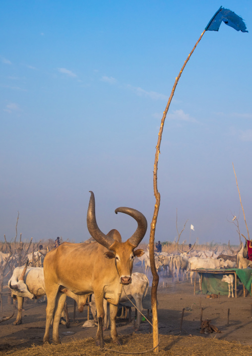 Long horns cows in a Mundari tribe camp gathering around a campfire to repel mosquitoes and flies, Central Equatoria, Terekeka, South Sudan