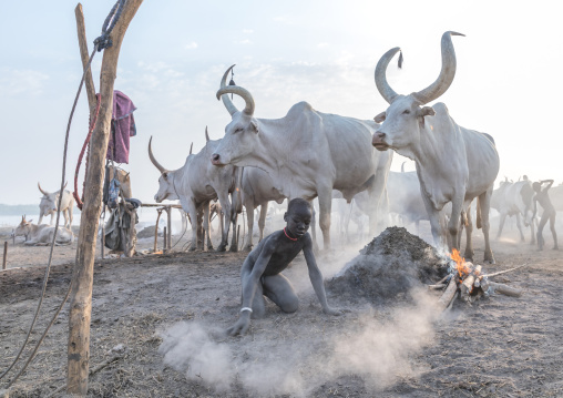 Mundari tribe boy collecting dried cow dungs to make bonfires to repel mosquitoes and flies, Central Equatoria, Terekeka, South Sudan