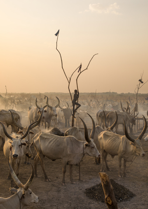 A Mundari tribe boy standing on a wood mast to watch his cows, Central Equatoria, Terekeka, South Sudan