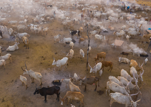 Aerial view of long horns cows in a Mundari tribe cattle camp, Central Equatoria, Terekeka, South Sudan