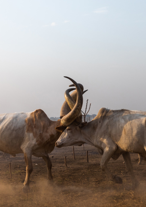 Long horns cows fighting in a Mundari tribe camp, Central Equatoria, Terekeka, South Sudan