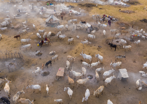 Aerial view of long horns cows in a Mundari tribe cattle camp, Central Equatoria, Terekeka, South Sudan