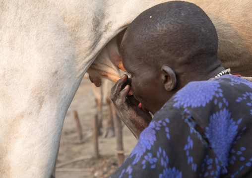 Mundari tribe boy drinking cow milk directly from the udder, Central Equatoria, Terekeka, South Sudan