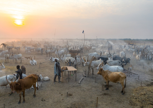 Aerial view of long horns cows in a Mundari tribe cattle camp, Central Equatoria, Terekeka, South Sudan