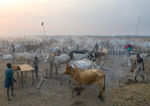 Aerial view of long horns cows in a Mundari tribe cattle camp, Central Equatoria, Terekeka, South Sudan