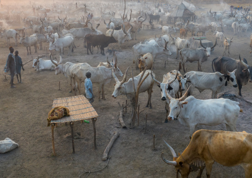 Aerial view of long horns cows in a Mundari tribe cattle camp, Central Equatoria, Terekeka, South Sudan