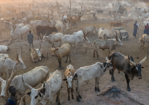 Aerial view of long horns cows in a Mundari tribe cattle camp, Central Equatoria, Terekeka, South Sudan